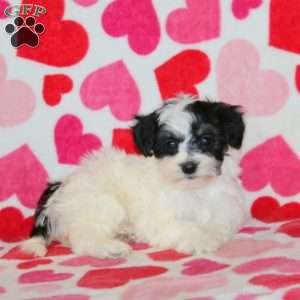 Abby, Havachon Puppy