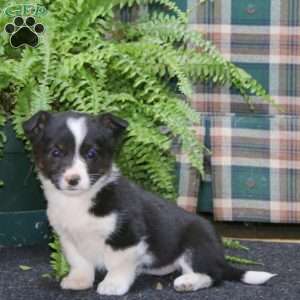Abby, Welsh Corgi Mix Puppy