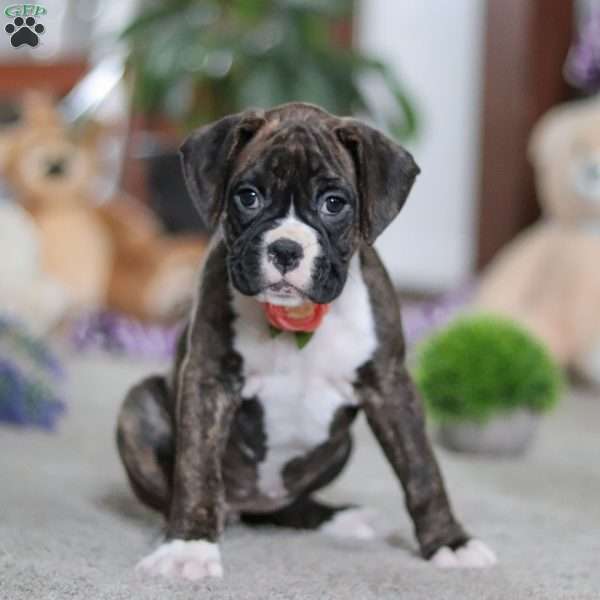 Abby, Boxer Puppy
