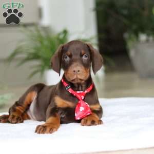 Ace, Doberman Pinscher Puppy