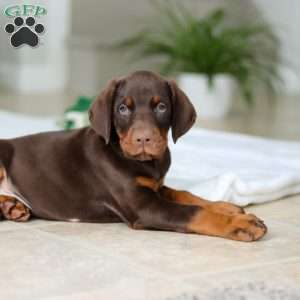 Ace, Doberman Pinscher Puppy