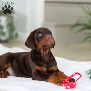 Ace, Doberman Pinscher Puppy