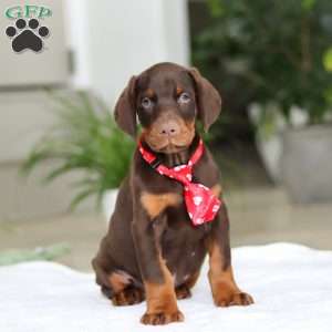 Ace, Doberman Pinscher Puppy