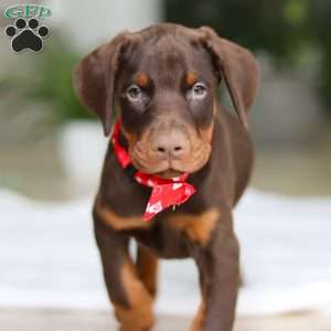 Ace, Doberman Pinscher Puppy