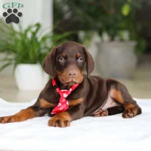Ace, Doberman Pinscher Puppy