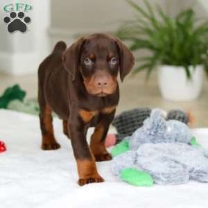 Ace, Doberman Pinscher Puppy