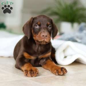 Ace, Doberman Pinscher Puppy