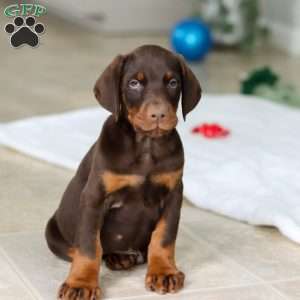 Ace, Doberman Pinscher Puppy