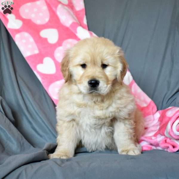 Ace, Golden Retriever Puppy