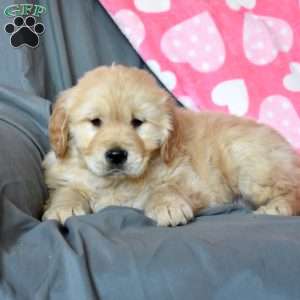 Ace, Golden Retriever Puppy