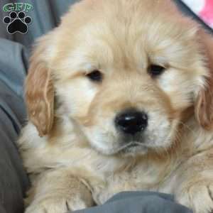 Ace, Golden Retriever Puppy