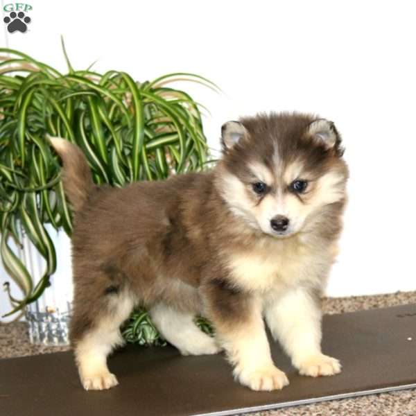 Ace, Pomsky Puppy
