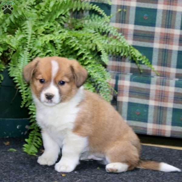Ace, Welsh Corgi Mix Puppy