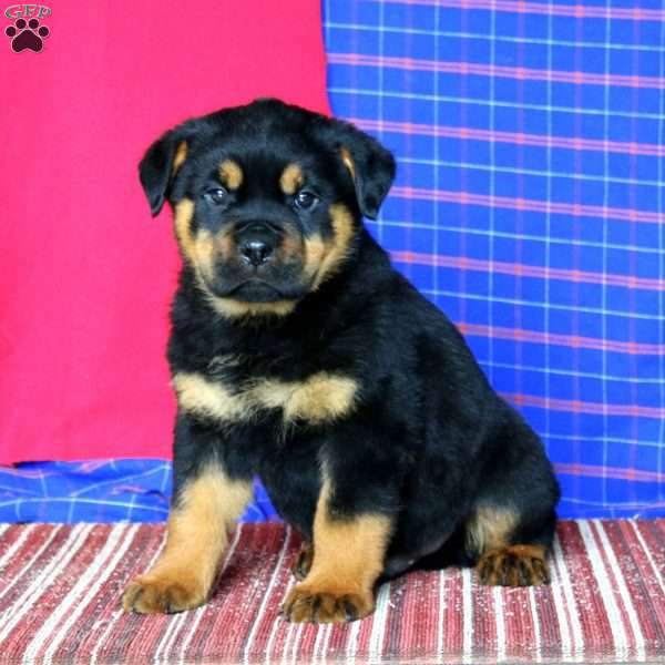 Ace, Rottweiler Puppy