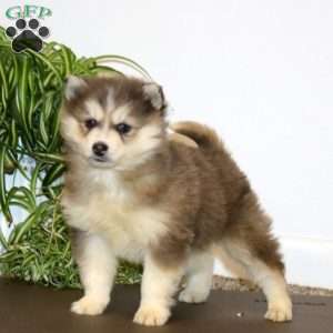 Ace, Pomsky Puppy