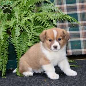 Ace, Welsh Corgi Mix Puppy