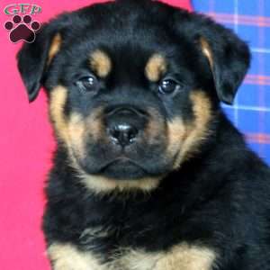 Ace, Rottweiler Puppy
