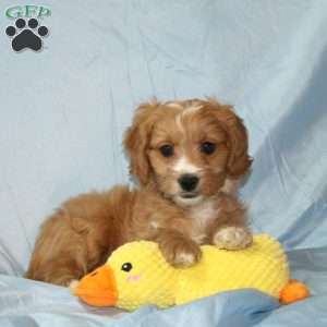 Ace, Cavapoo Puppy