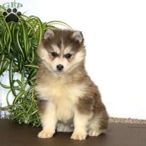 Ace, Pomsky Puppy