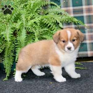 Ace, Welsh Corgi Mix Puppy