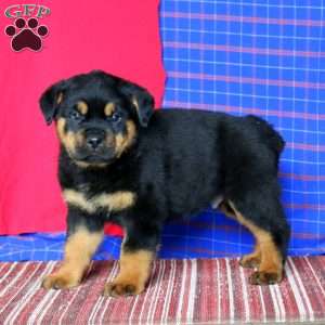 Ace, Rottweiler Puppy