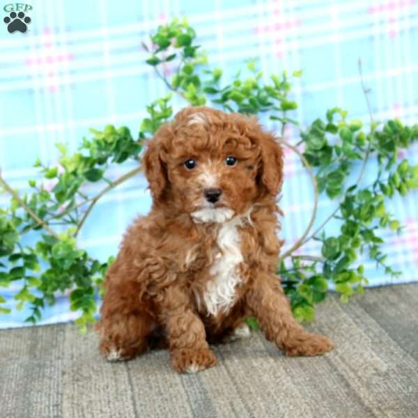 Adam, Miniature Poodle Puppy