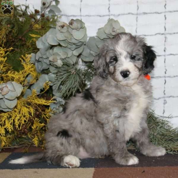 Adam, Bernedoodle Puppy