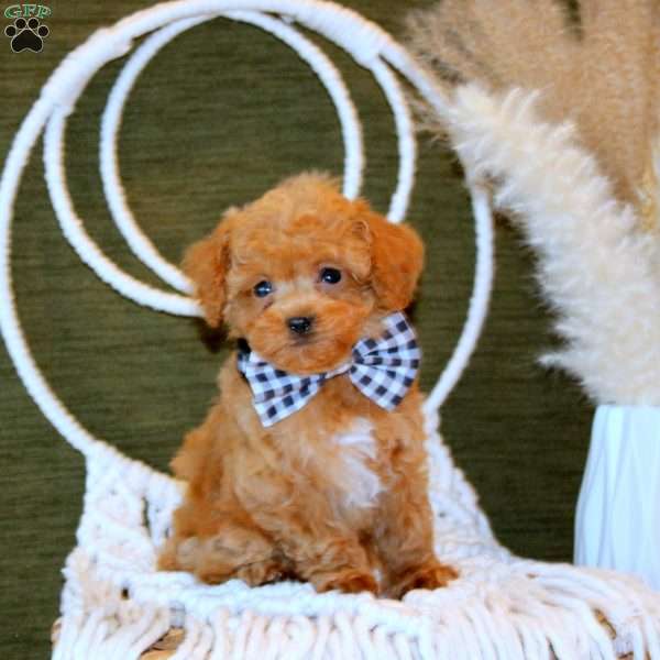 Adam, Toy Poodle Puppy