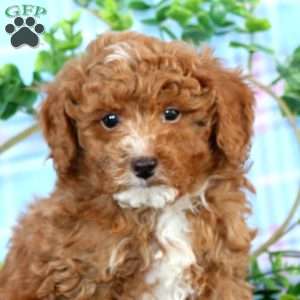Adam, Miniature Poodle Puppy