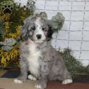 Adam, Bernedoodle Puppy