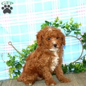 Adam, Miniature Poodle Puppy