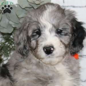 Adam, Bernedoodle Puppy