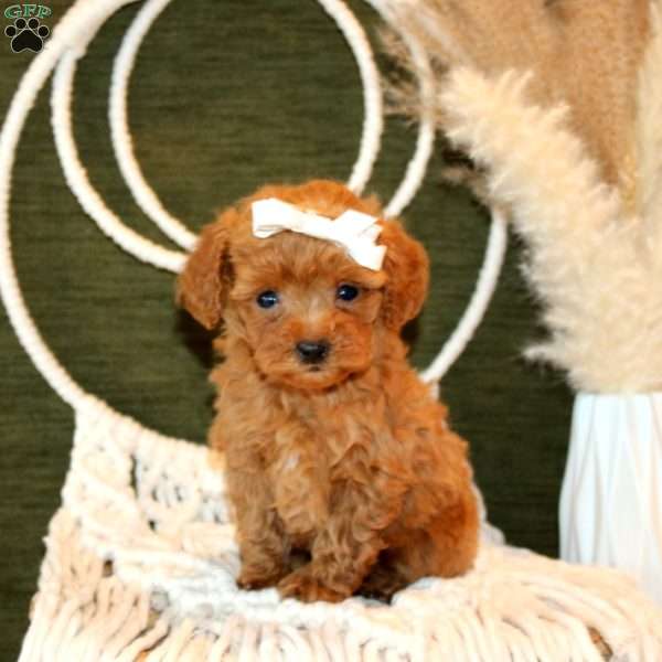 Addie, Toy Poodle Puppy