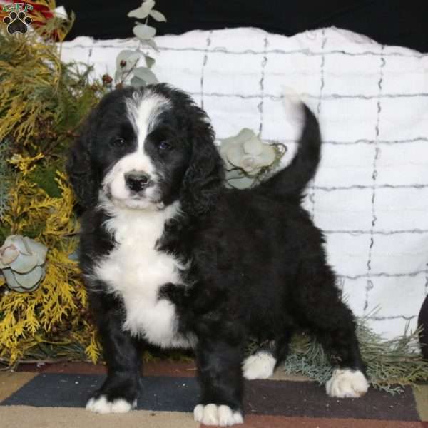 Aden, Bernedoodle Puppy