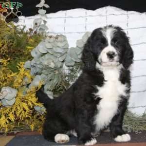 Aden, Bernedoodle Puppy
