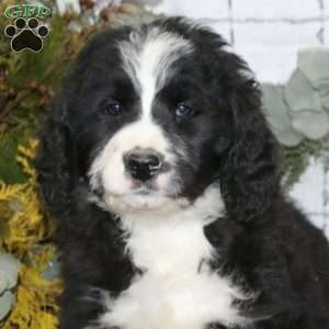 Aden, Bernedoodle Puppy