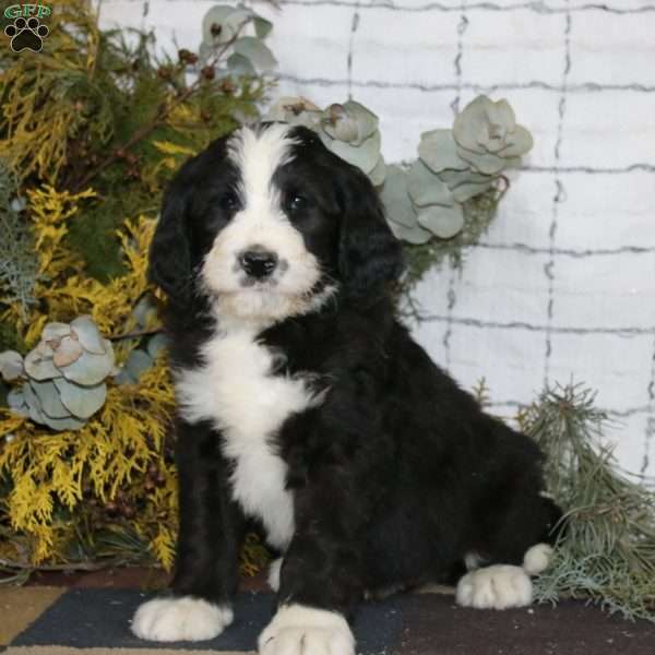 Alex, Bernedoodle Puppy
