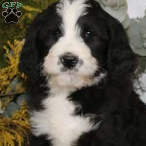 Alex, Bernedoodle Puppy