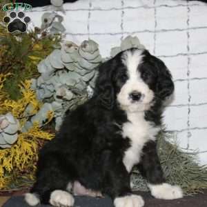 Alex, Bernedoodle Puppy