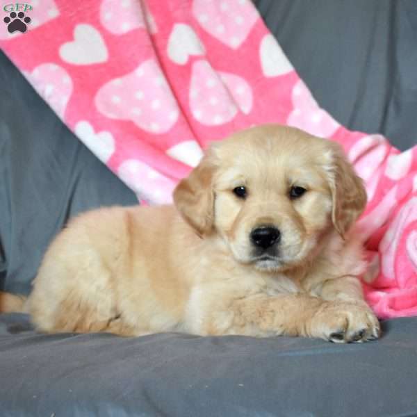 Ali, Golden Retriever Puppy