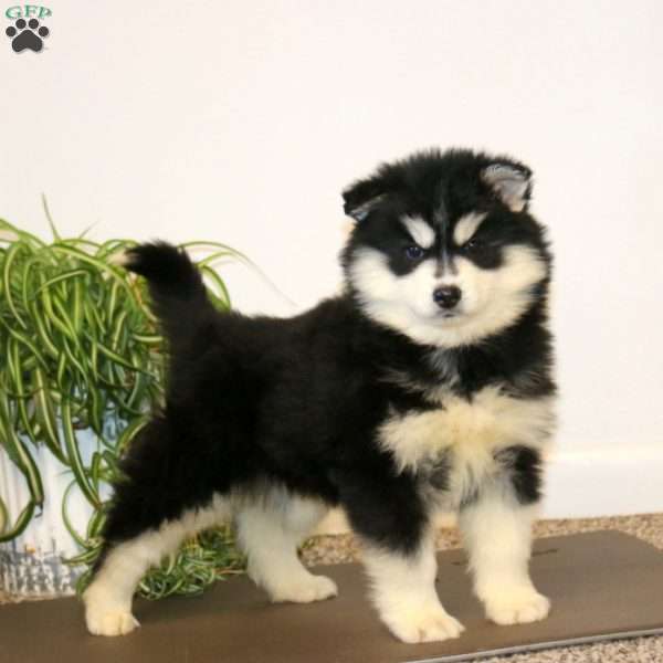 Alisha, Pomsky Puppy