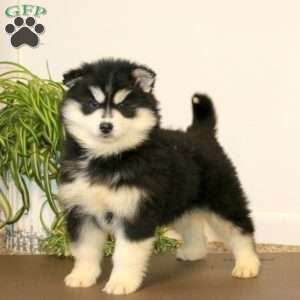 Alisha, Pomsky Puppy
