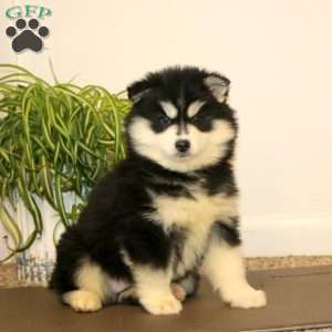 Alisha, Pomsky Puppy