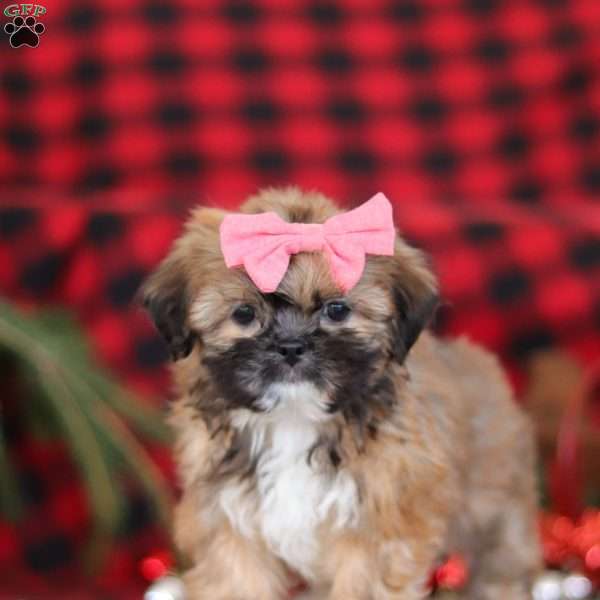 Allie, Lhasa Apso Puppy