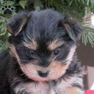 Allie, Yorkie Puppy