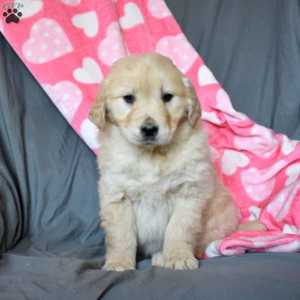 Almond, Golden Retriever Puppy