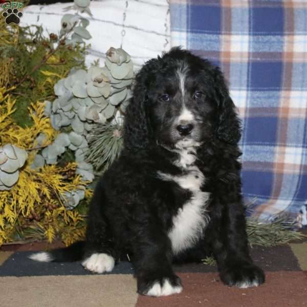Alphie, Bernedoodle Puppy