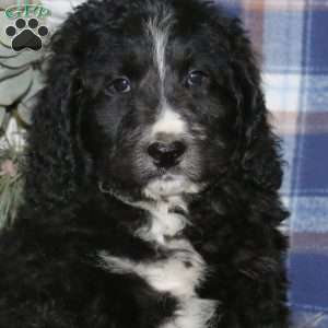 Alphie, Bernedoodle Puppy