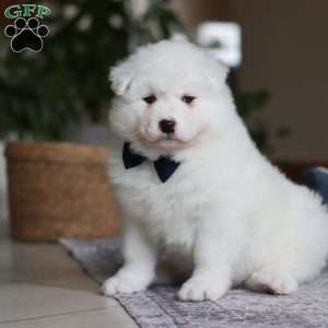Alvin, Samoyed Puppy