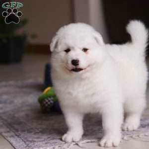 Alvin, Samoyed Puppy